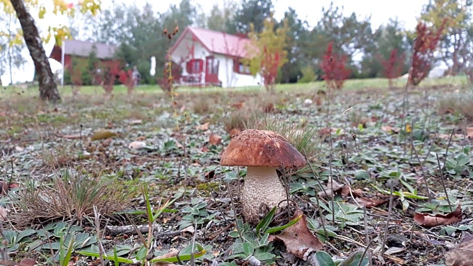 Hubertówka Czapiewice