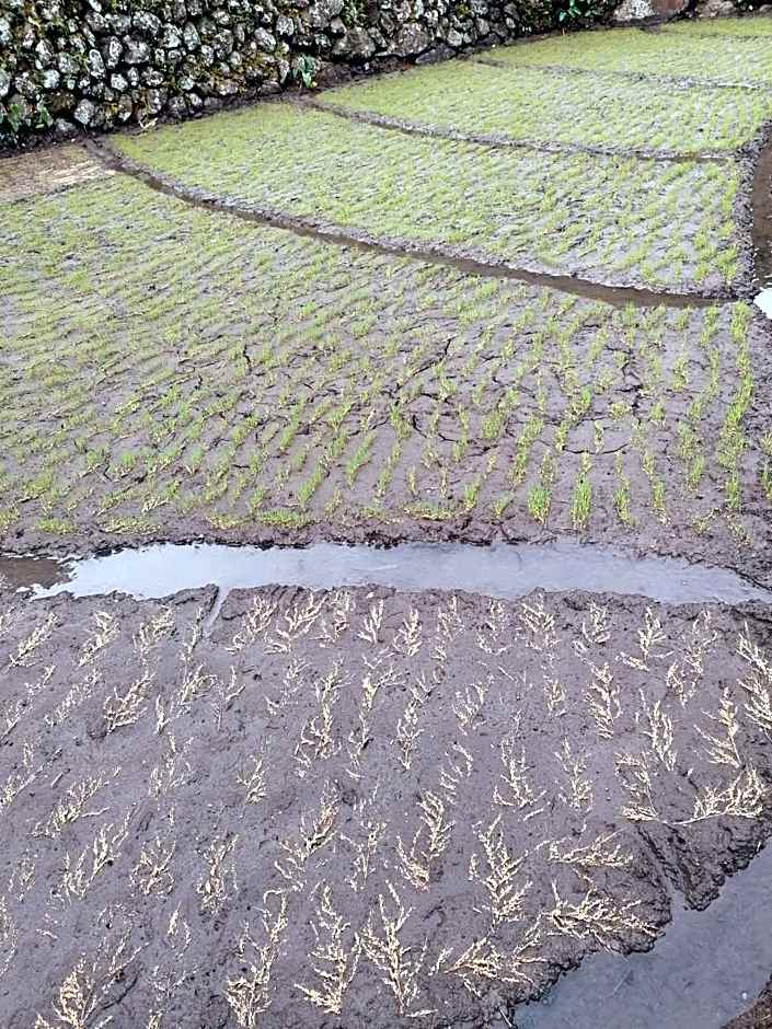 BATAD CRISTINA'S Main Village INN & Restaurant