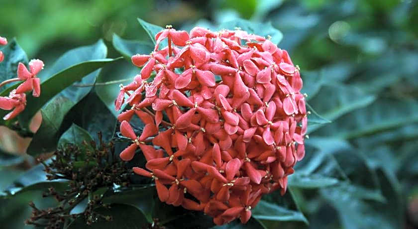 Kot Babi Guest House