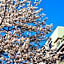 Dogo Onsen Hotel Tsubakikan