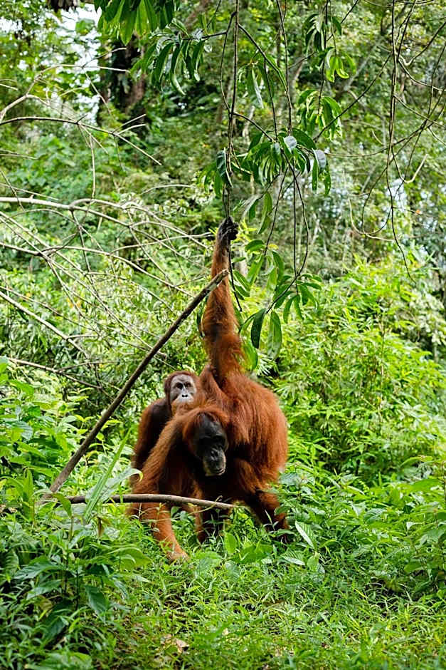 Green Travelodge Bukit Lawang