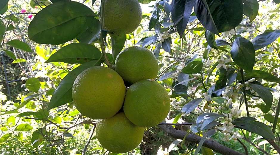 Il Glicine La Piana dei Colli