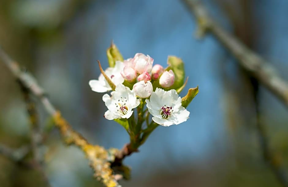 Hotel de Grote Zwaan