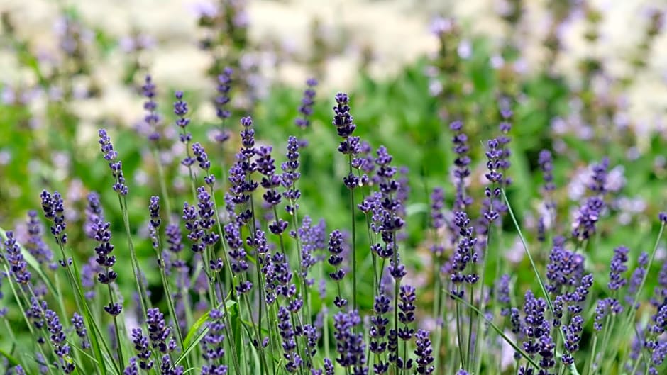 Bastide Occitane
