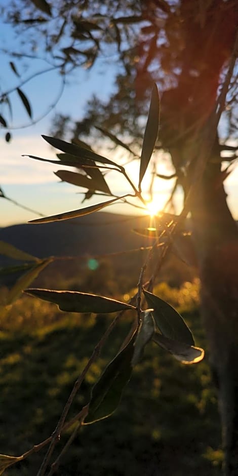 Domaine des Chênes de la Galline