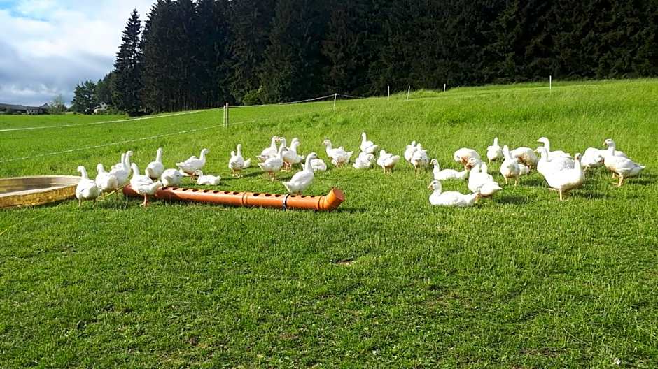 Biohof Obereibensteiner