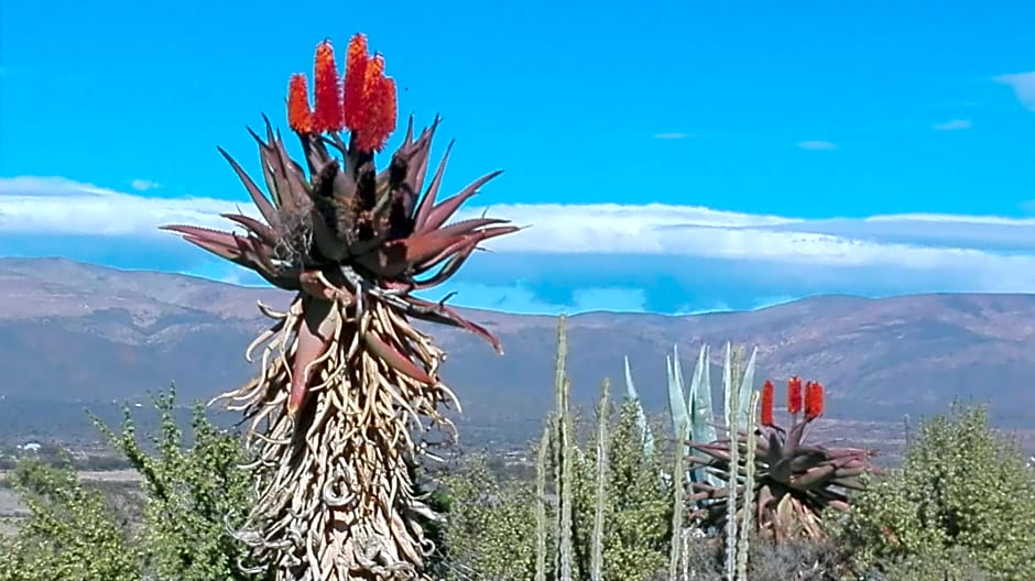 Amber Lagoon Eco Retreat - Chalets, Rooms and Glamping