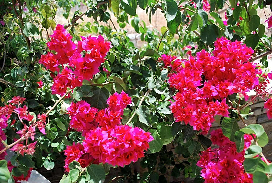 Siroco's Rooms And Studios