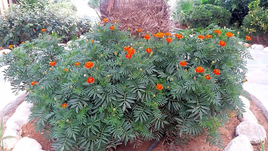 Ilian Beach & Apartments