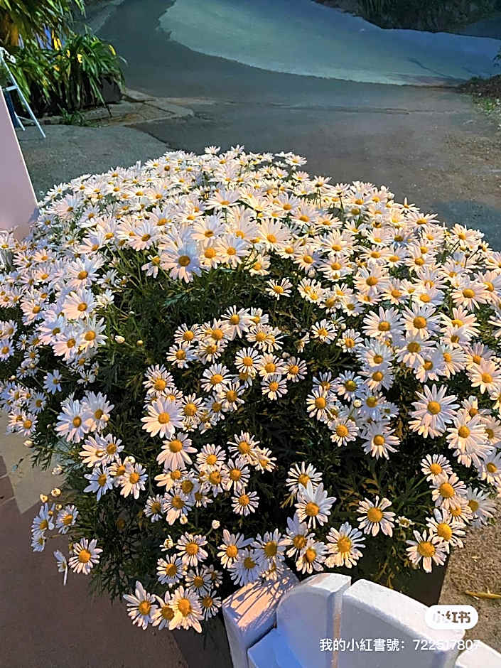 Alishan Tea Garden B&B