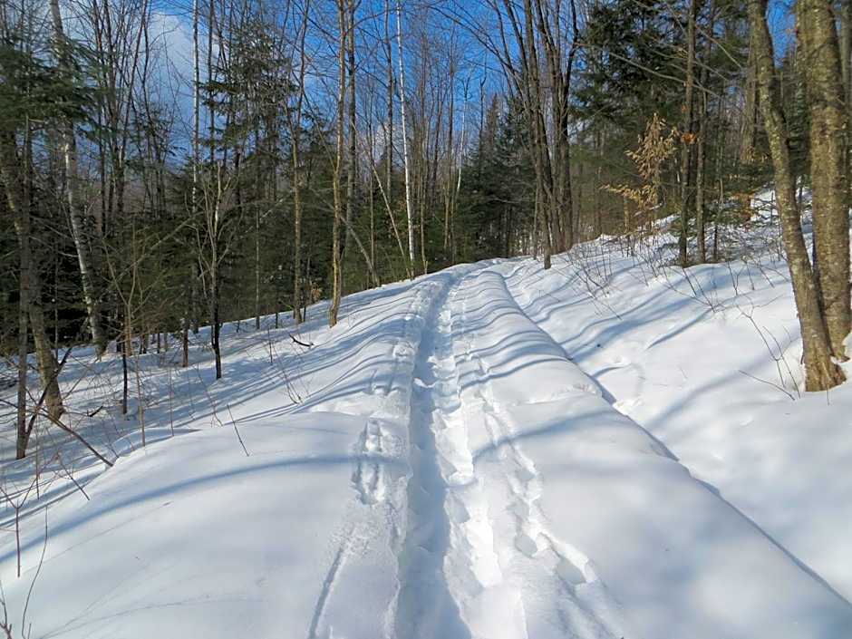 La maison sous les arbres