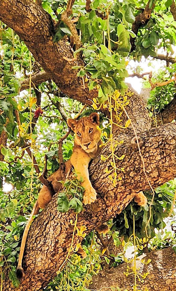 Foresight Eco Lodge & Safari