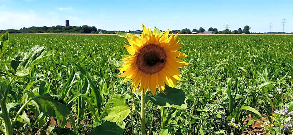 Bingers kleine Scheune