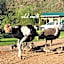 Old Mill Lodge, Seasonal Working Ostrich Farm & Restaurant, Oudtshoorn