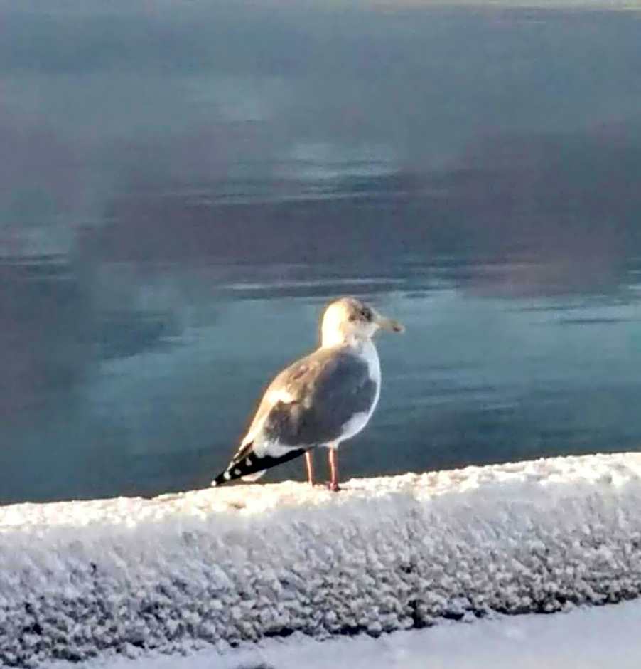 Braeside Country Inn