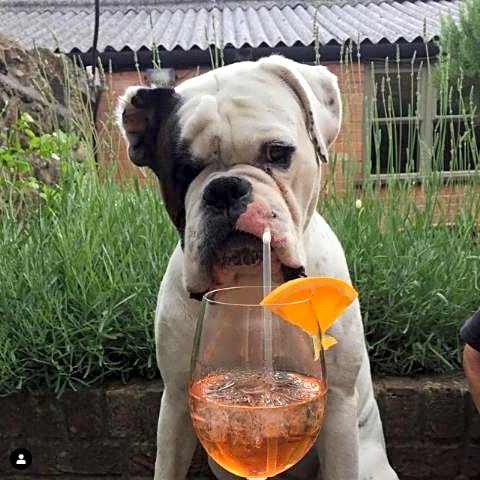 The Plume of Feathers