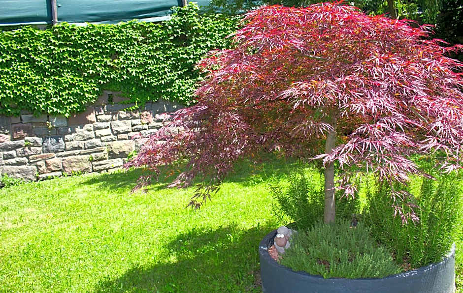 Schenna Garni Eden Bed & Breakfast