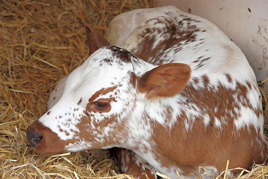 Bed and Breakfast De Volkelse Hooiberg