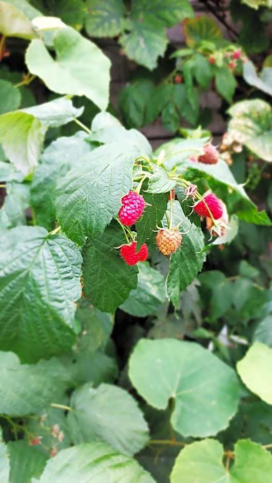 Domki Letniskowe Pod Orzechem Dziwnówek-Wrzosowo