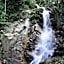 The Shorea