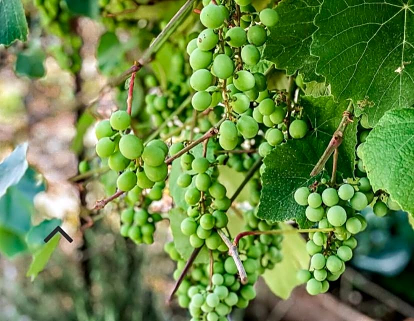 Danielle boutique suite