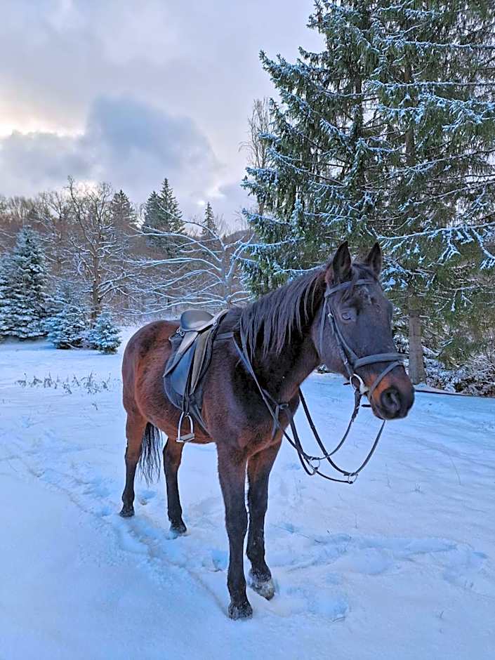 Centrul de Echitatie Poiana Brasov