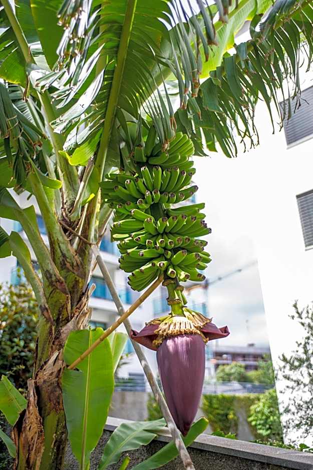 Dorisol Estrelicia Hotel