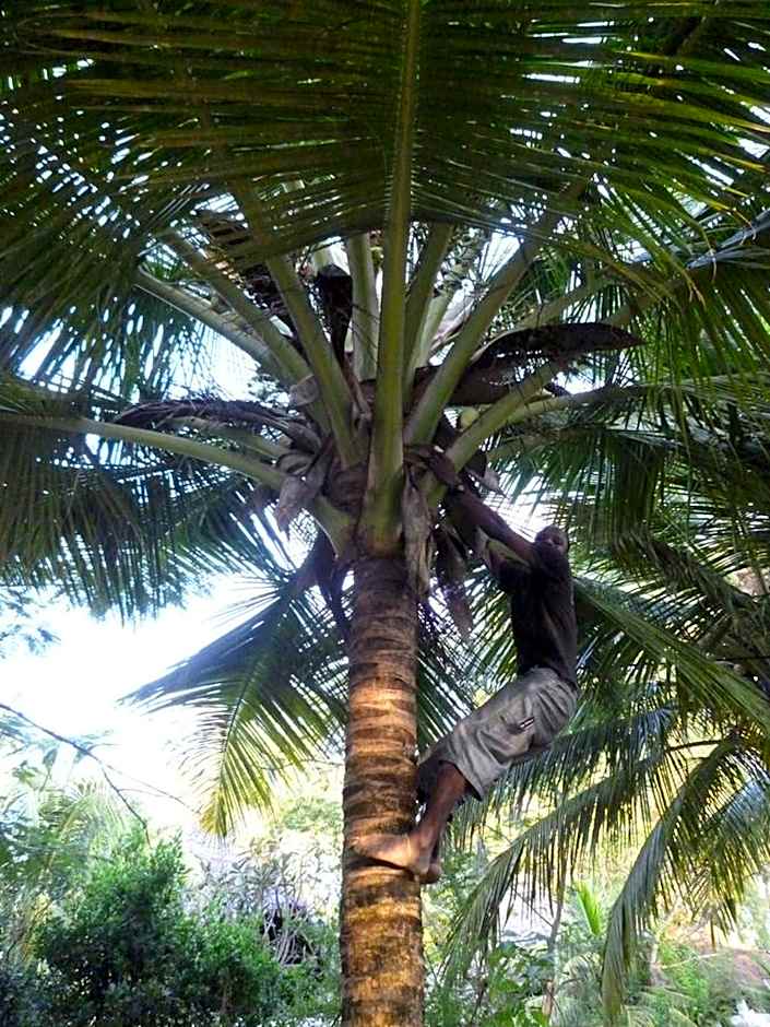 Paradise Beach Bungalows