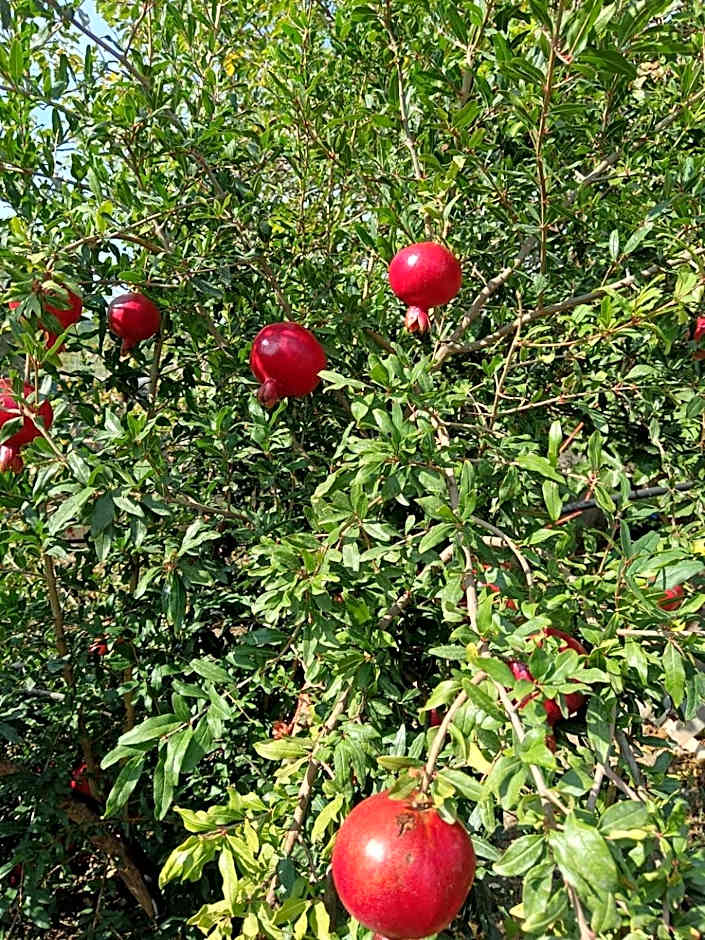 B&B Villa Sant'Antonio