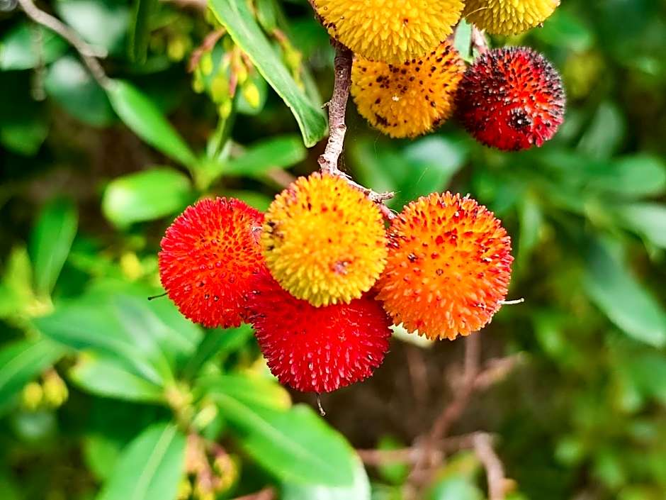 Herdade de Santo Isidro - Casa da Meada