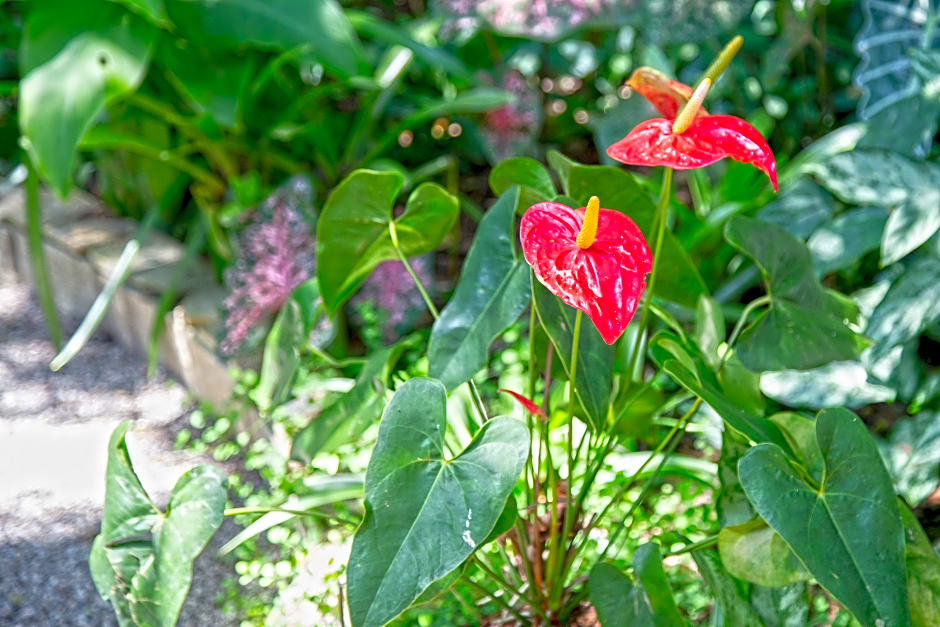 Pousada Aguas Claras Buzios