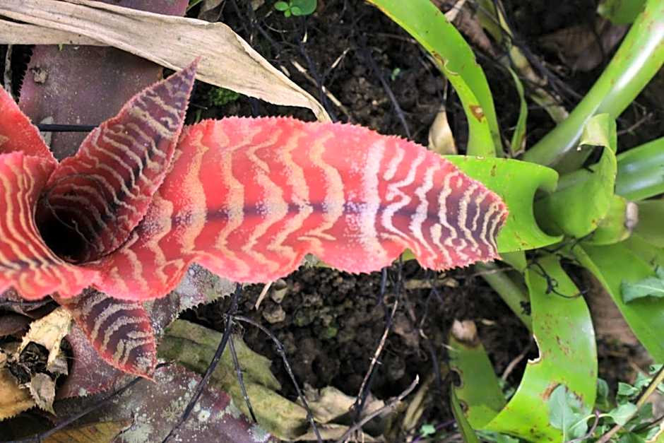 Pousada Ponte Branca