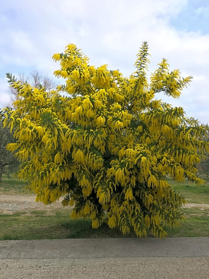 Podere Il Mulino