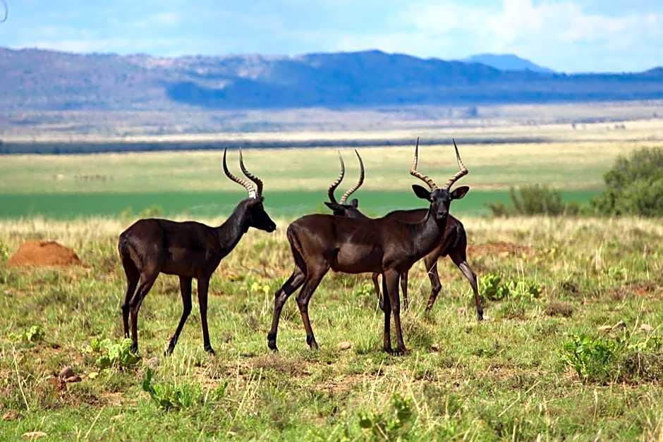 Suites in Private Game Reserve close to Aliwal North