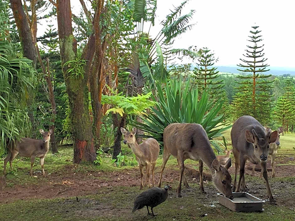 Bubble Lodge Bois Chéri Plantation