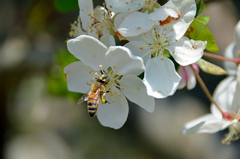 Il casotto nelle Langhe