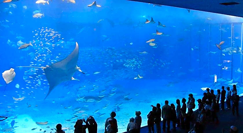 HOTEL Palm Tree Hill