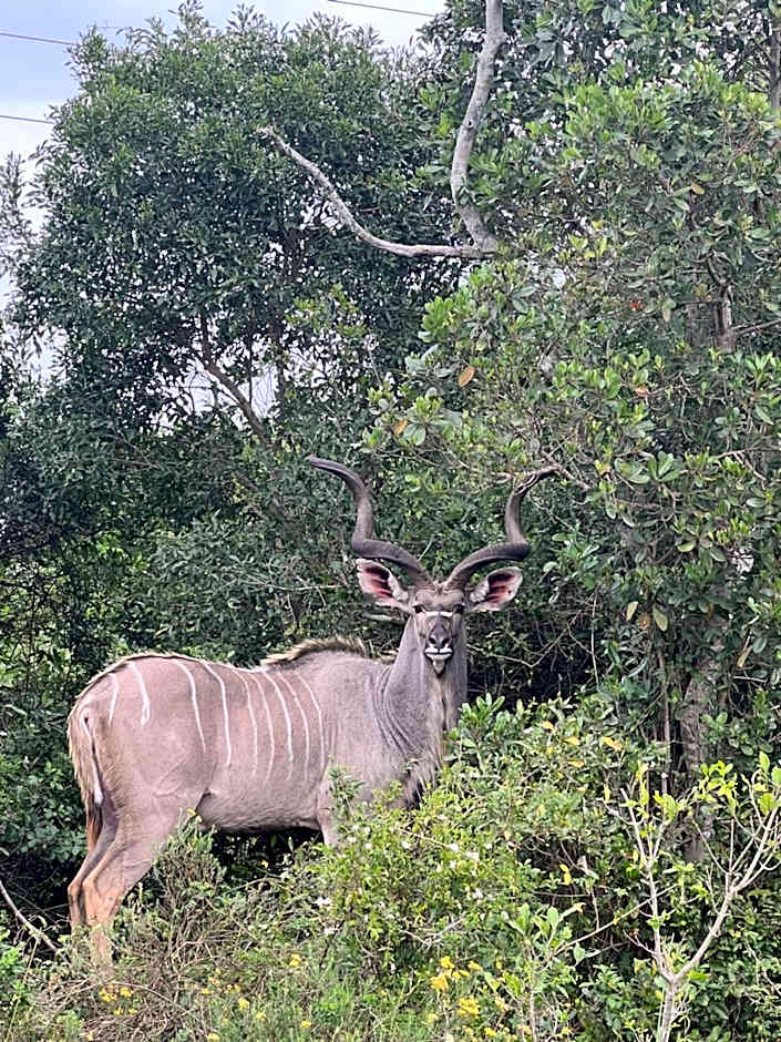 Whalesong Guest House