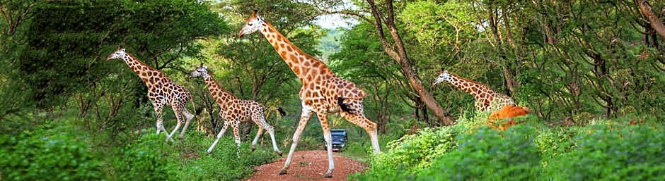 Chobe Safari Lodge-East Africa Uganda
