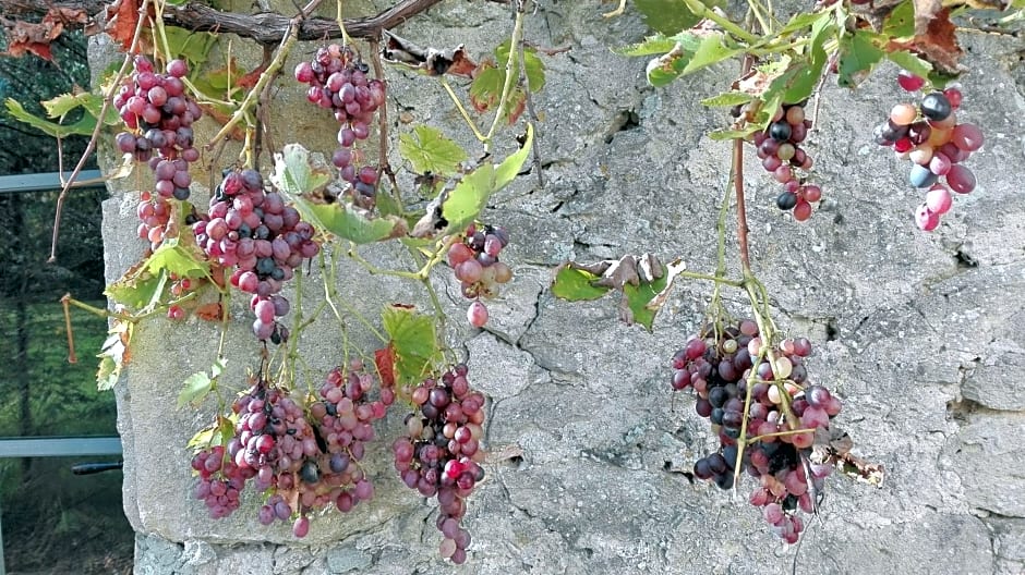 Au Logis de la Mongie