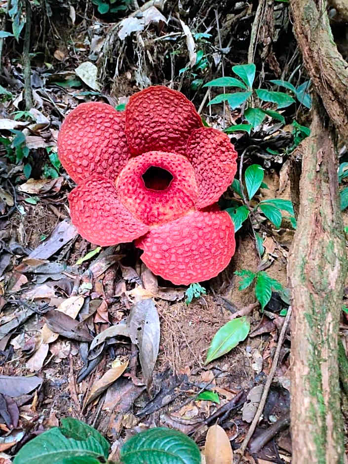 Umiyuki jungle tour only treking with us