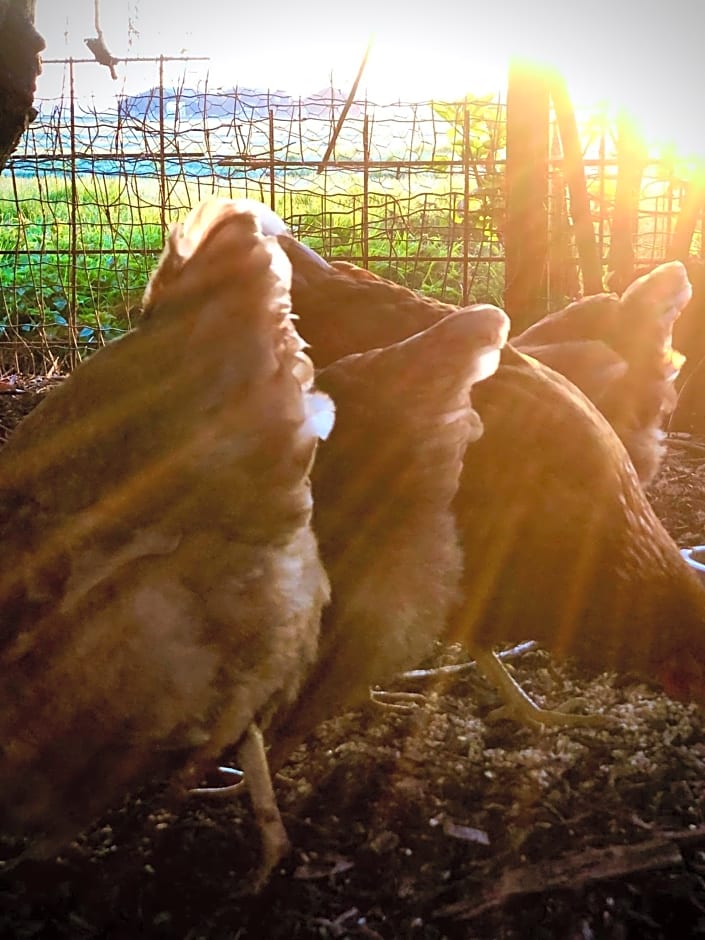 B&B De Pauw - Country Home Cooking