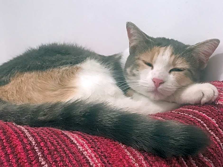 Country House Antiche Dimore