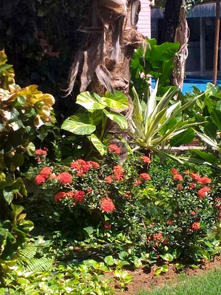 Triplex Flora, Centro Pipa