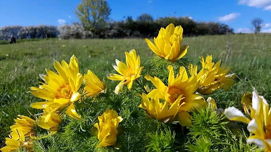 Viadrina Rooms & Apartments Frankfurt-Oder am Park im Zentrum