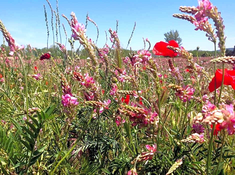 Château De Siran - Hôtel & Spa