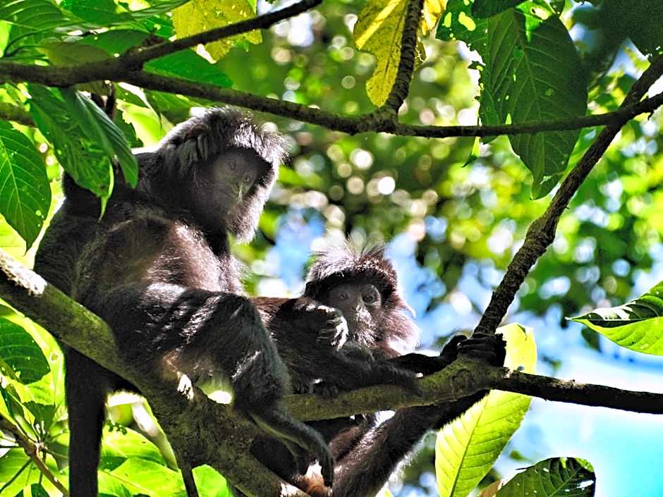 The Alam Bungalow & Restaurant