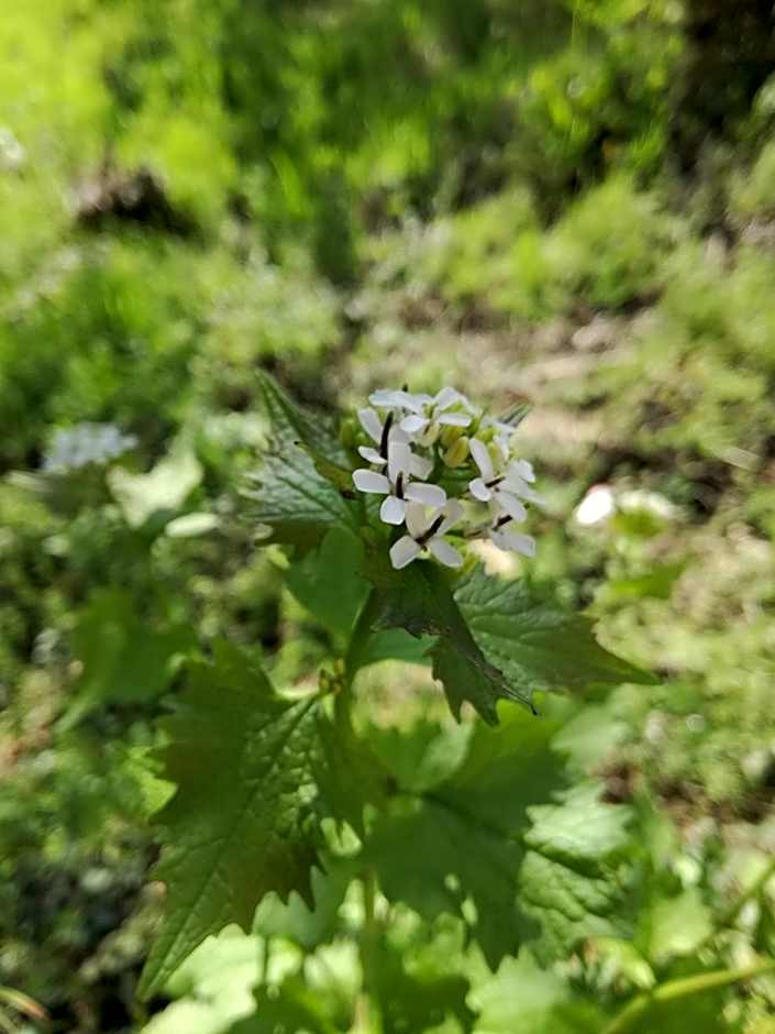 La Posada de Pedrazales