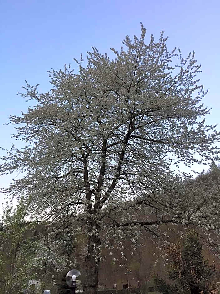 Il Ciliegio di Lurisia