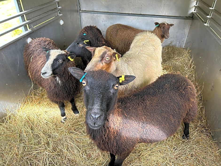 Y Felin Bed and Breakfast and Smallholding